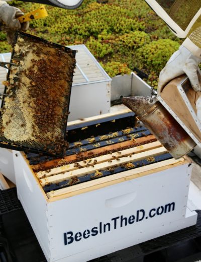 Beekeepers cleaning honey from a hive near our boutique hotel in Detroit