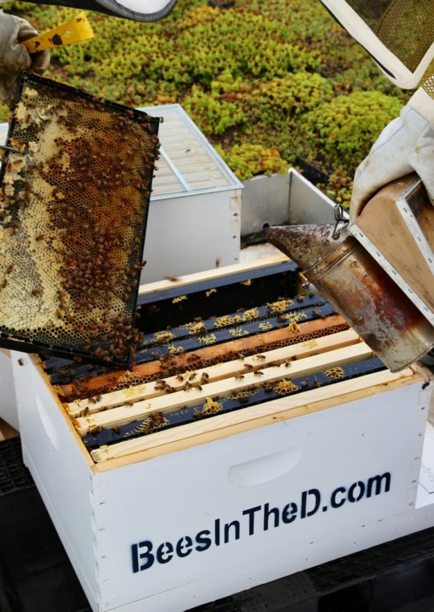 Beekeepers cleaning honey from a hive near our boutique hotel in Detroit