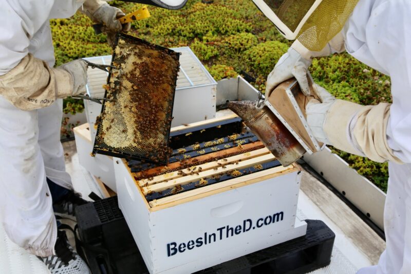 Beekeepers cleaning honey from a hive near our boutique hotel in Detroit