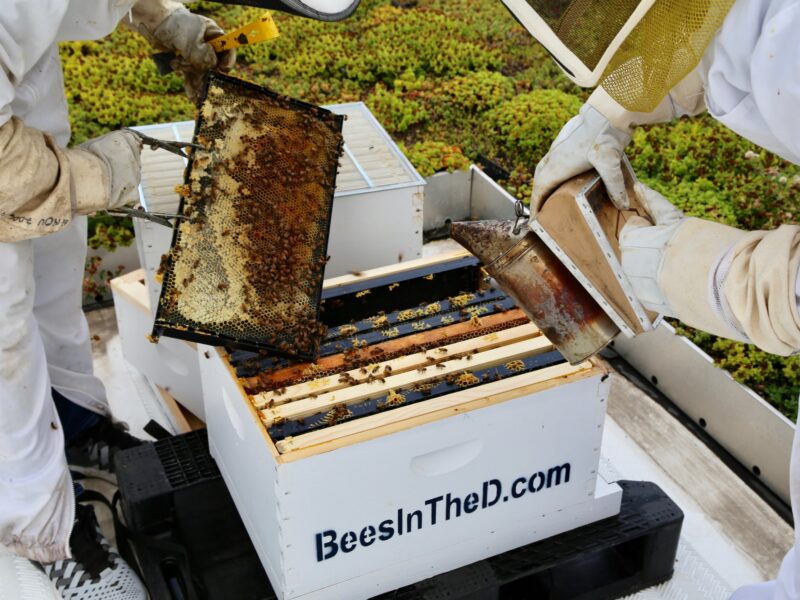 Beekeepers cleaning honey from a hive near our boutique hotel in Detroit